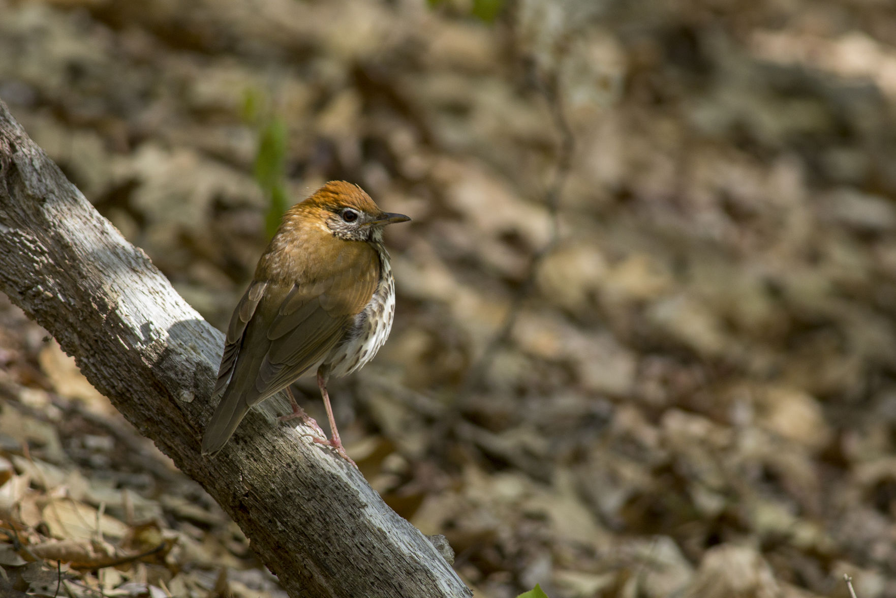 Wood Thrush_Nate Rathbun_USFWS.JPG